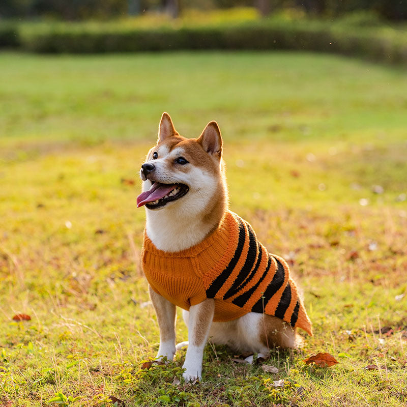 Halloween Sweater for Dogs – Petoween (4)