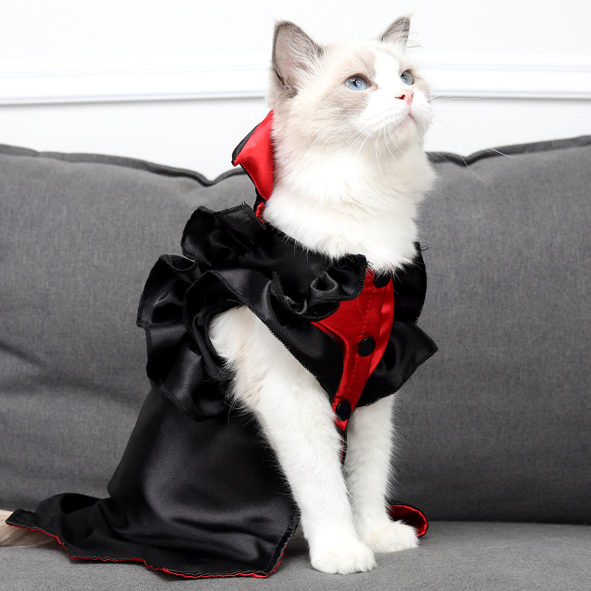 Vampire Costume for Cats – Petoween (4)