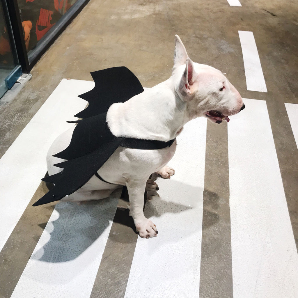 Bat Wings Harness for Dogs – Petoween (4)