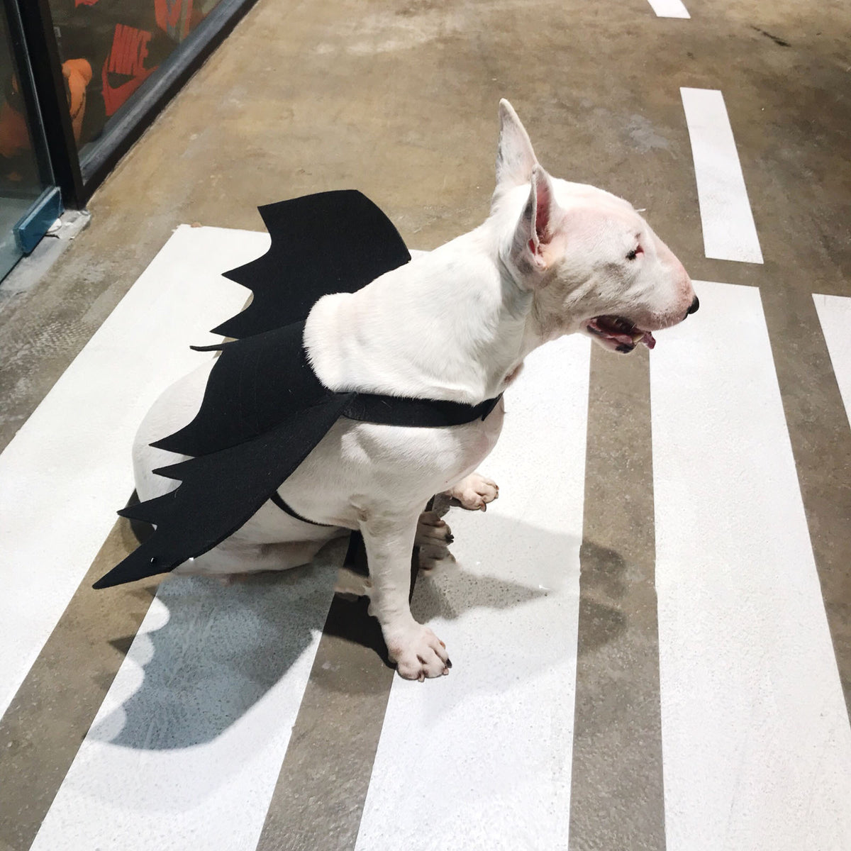 Bat Wings Harness for Dogs – Petoween (4)