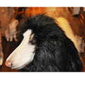 Lion Mane for Dogs – Petoween (7)