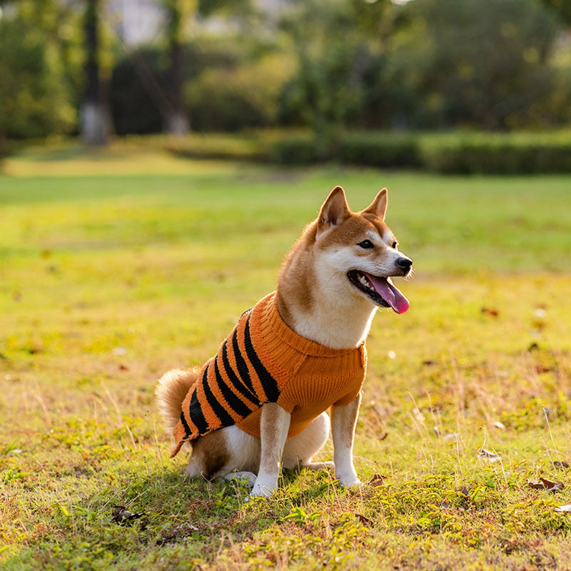 Halloween Sweater for Dogs – Petoween (3)