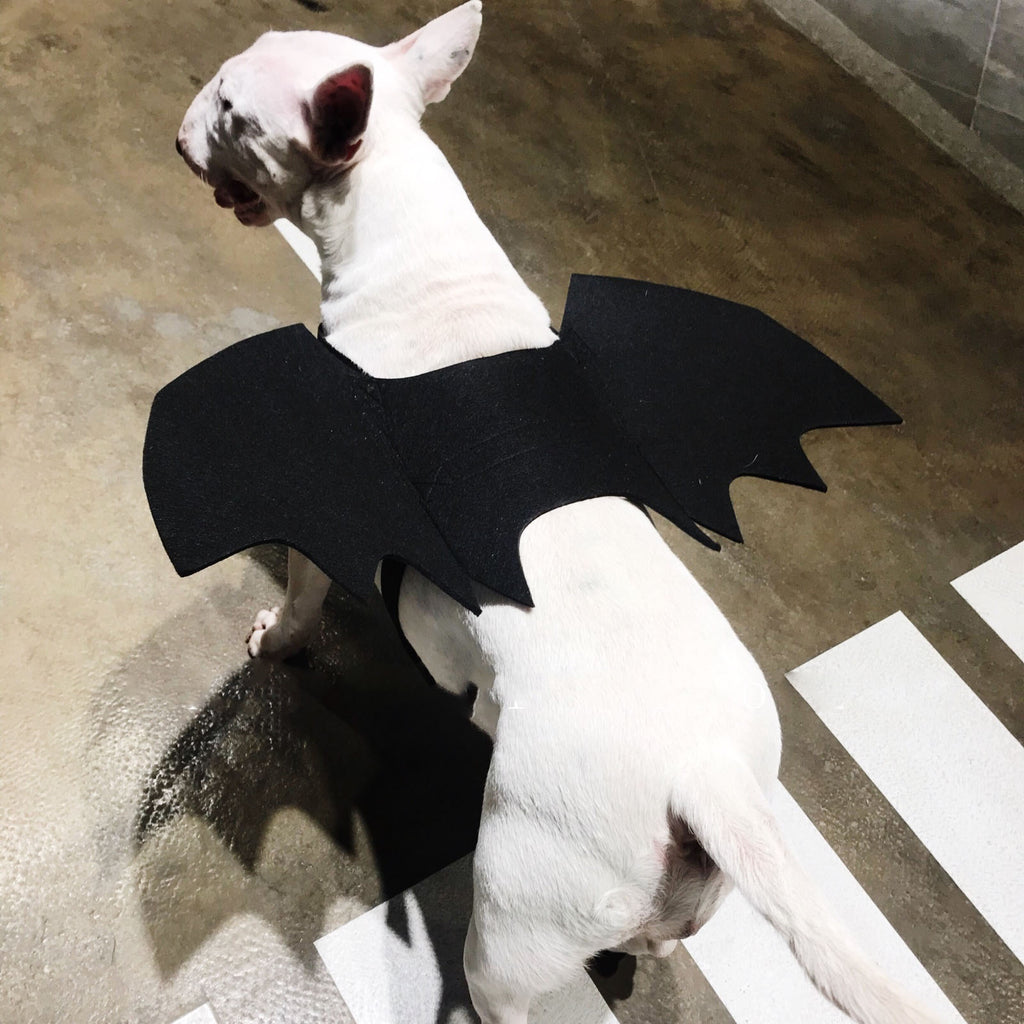 Bat Wings Harness for Dogs – Petoween