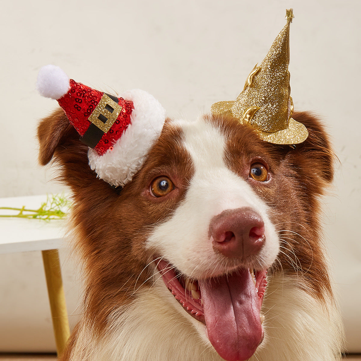 Mini Witch Hat Clip for Cats & Dogs – Petoween (2)