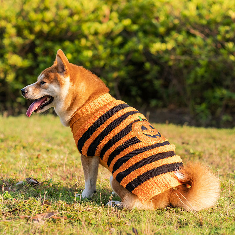 Halloween Sweater for Dogs – Petoween (2)