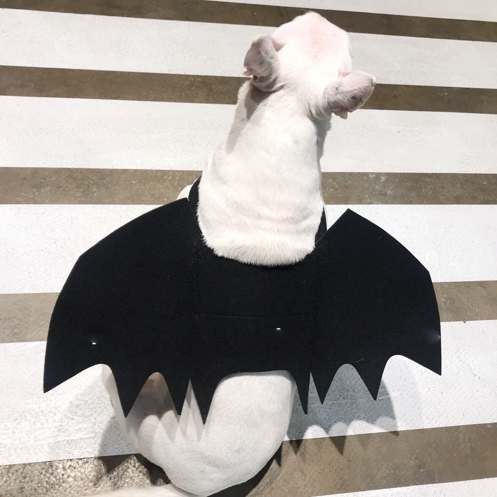 Bat Wings Harness for Dogs – Petoween (2)