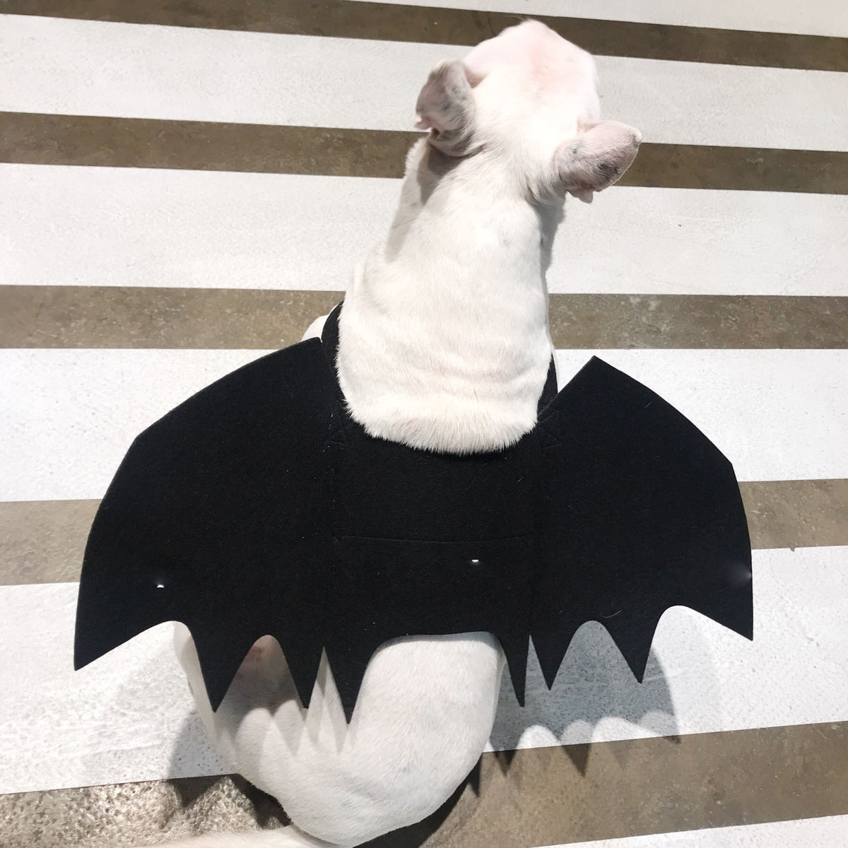 Bat Wings Harness for Dogs – Petoween (2)
