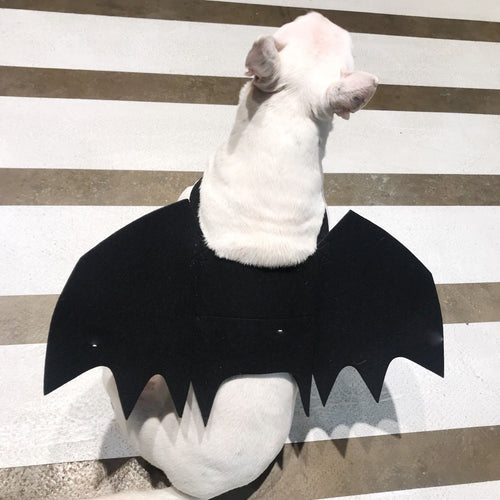 Bat Wings Harness for Dogs – Petoween (2)
