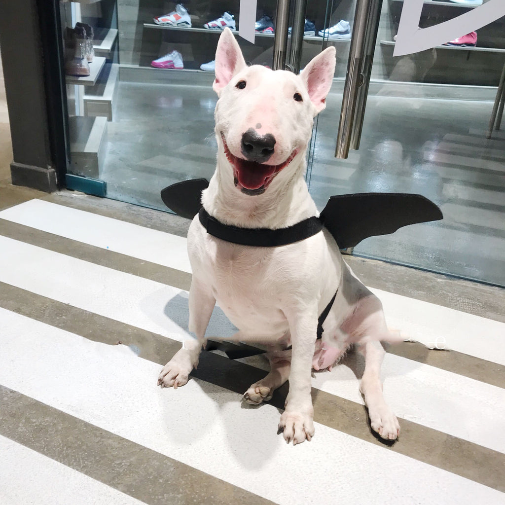 Bat Wings Harness for Dogs – Petoween (5)